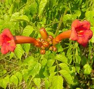 Image result for Trumpet Vine