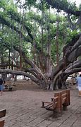 Image result for 150 Year Old Tree On Maui