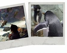 Image result for Osaka Aquarium Kayukan