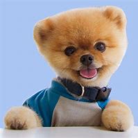 Image result for Jiff Pom Puppy