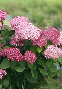 Image result for Hydrangea arborescens Pink Annabelle