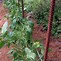 Image result for Vertical Gardening Squash