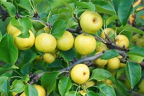 Image result for Asian Pear Tree Planting