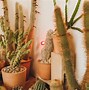 Image result for Cactus La