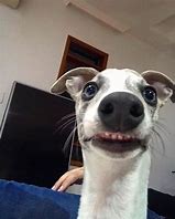Image result for Excited Dog Face