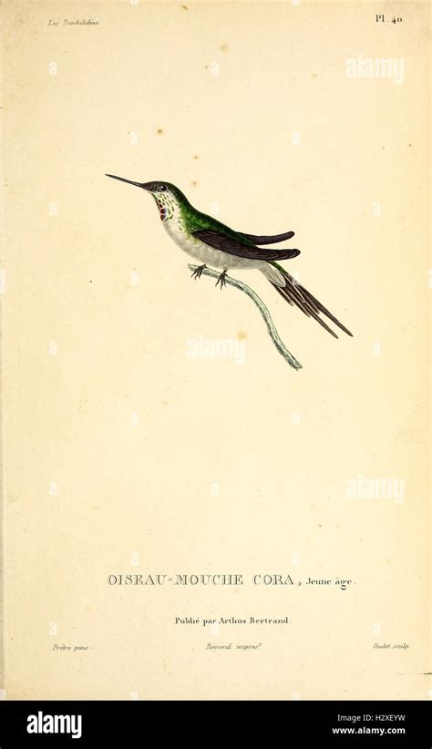 Image result for Elvira Trochilidae