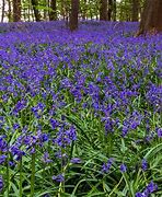 Hyacinthoides non-scripta Rosea に対する画像結果