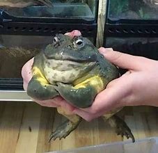 Image result for Cursed Frog Memes