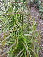 Image result for Miscanthus sinensis Ghana