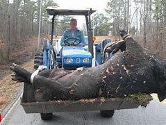 Image result for Biggest Boar in the World
