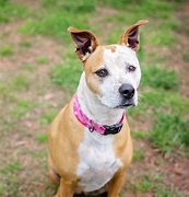Image result for Pit Bull Terriers Mixed