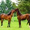 Image result for Expensive Horse Breeds