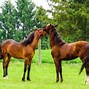 Image result for Most Valuable Horse Breeds