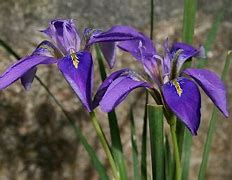 Image result for Iris unguicularis Mary Barnard
