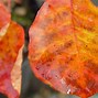Image result for Cotinus coggygria Dusky Maiden