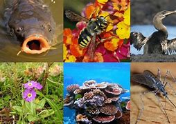 Image result for Organism Pic