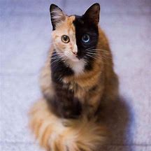 Image result for Chimera Cat