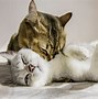 Image result for Couple Cat Wallpaper Desktop