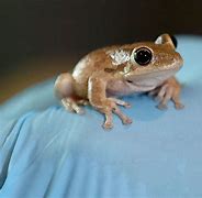 Image result for Gege Frog