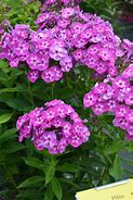 Image result for Phlox paniculata Laura