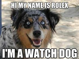 Image result for Stock Image Dog Smiling Meme