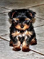 Image result for Cute Terrier Dogs