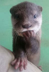 Image result for Otters Being Cute