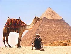 Image result for Middle East Desert Camel