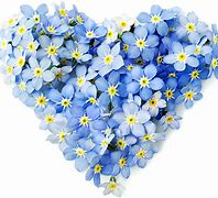 Image result for Forget Me Nots Clear Background