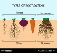 root system 的图像结果