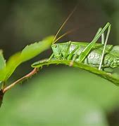 Image result for Different Types of Crickets