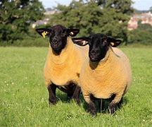 Image result for Excellence a Lamb