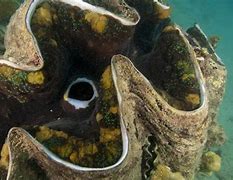 Image result for Largest Giant Clam