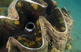 Image result for Deep Sea Clams