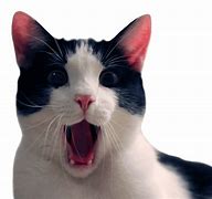 Image result for Shocked Cat Meme Wallpaper