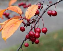 Image result for Edible Crab Apple Tree
