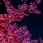 Image result for Cherry Blossom Wallpaper Xbox