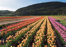 Image result for Tulip Festival Photography