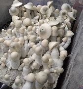 Image result for Mucci Spores Ape Cubensis
