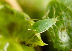 Image result for "pea-aphid"