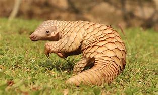 Image result for Pangolin Pet