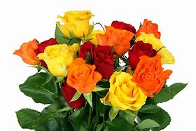 Image result for Colorful Roses