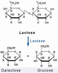 Image result for Lactose Chemical Structure