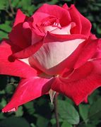Image result for rosas