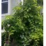 Image result for Grape Vine Leaves Turning Bown