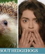 Image result for Giant Hedgehog
