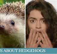 Image result for Hugh's Hedgehog