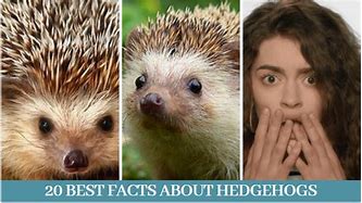 Image result for Hedgehog Life Cycle