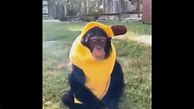 Image result for Banana Costume Meme