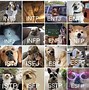 Image result for Personality Type Memes